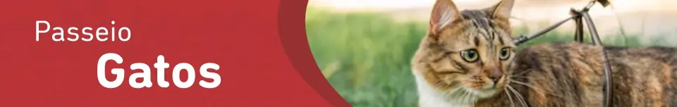 Banner Categoria