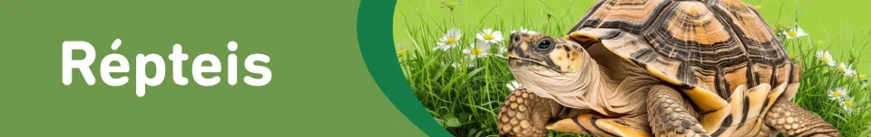 Banner Categoria