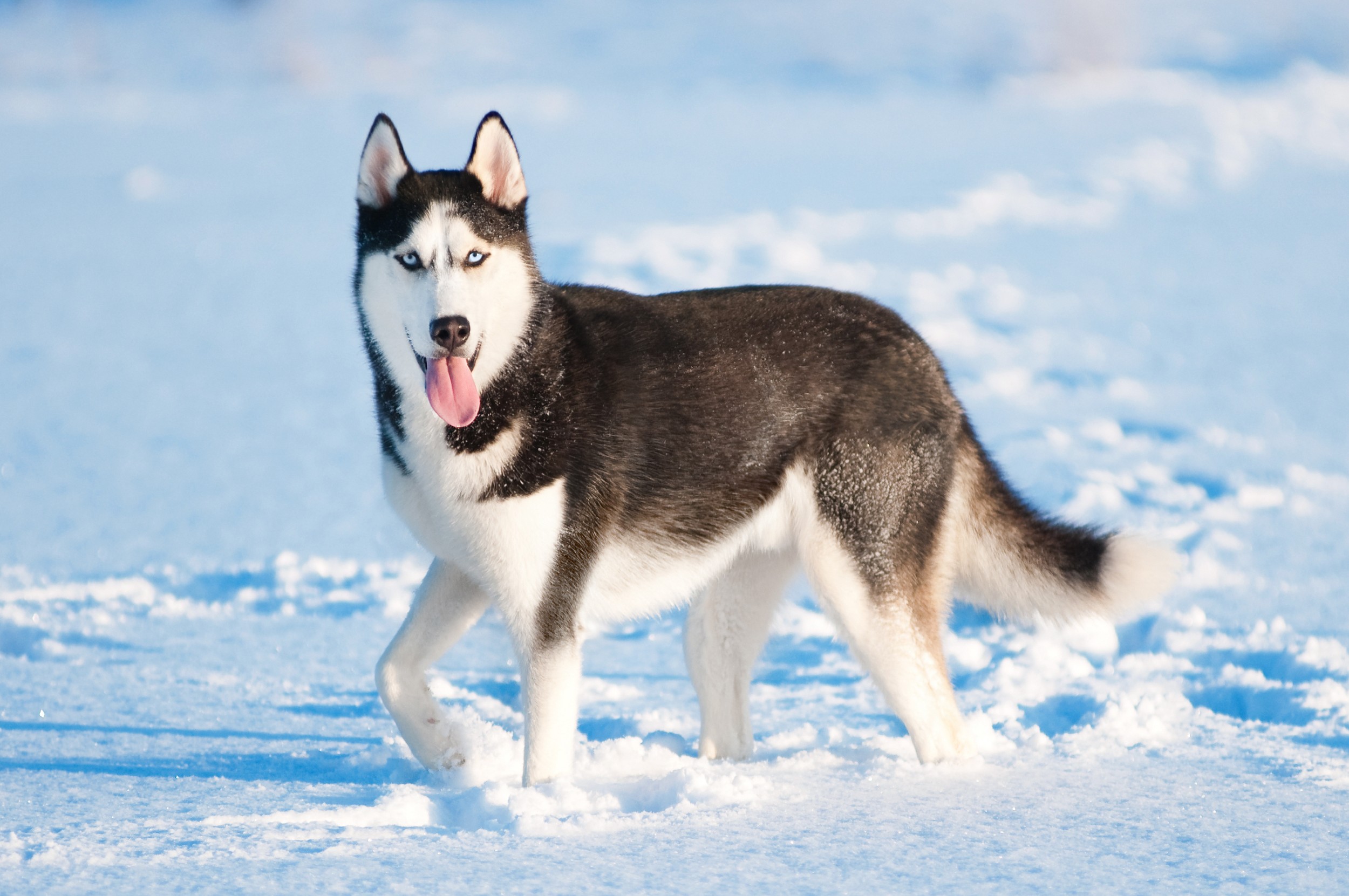 Husky Siberiano - Raças de Cães - Animais - InfoEscola