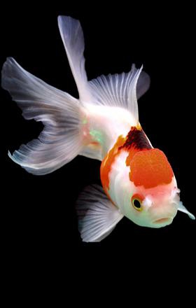Peixes