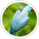 img categoria